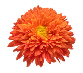 Orange chrysanthemum head flower isolated on white background. Creative autumn concept. Floral pattern, object. Flat lay, top view