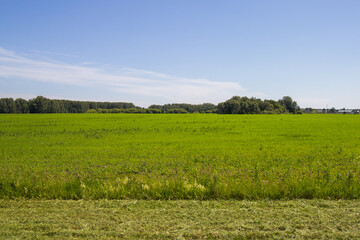 Landscape. Nature. Green meadows.