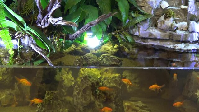 Fethiye, Turkey - 11th of June 2020: 4K Zoom out gold-fish in beautiful paludarium with natural plants
