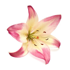 Obraz na płótnie Canvas Beautiful delicate pink lily macro isolated on white background. Wedding, bride. Fashionable creative floral composition. Summer, spring. Flat lay, top view. Love. Valentine's Day