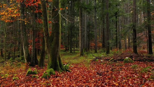 Magical fairytale autumn season forest movement. Flight close to the magical path with leaves on the floor. 