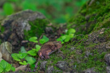 Toad in a Tree
