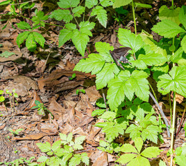Small Butterfly seen on hike in Rocky Ridge Park, York, PA