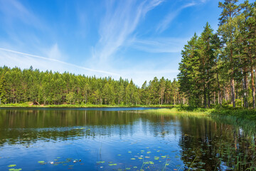 View towards a forest by a lake on a sunny summer day