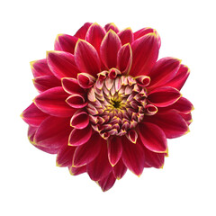 Elegant pink dahlia isolated on a white background. Beautiful head flower. Spring time, summer....