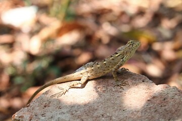 lizard on a stone