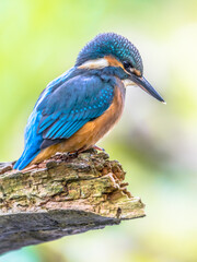 European Kingfisher looking down