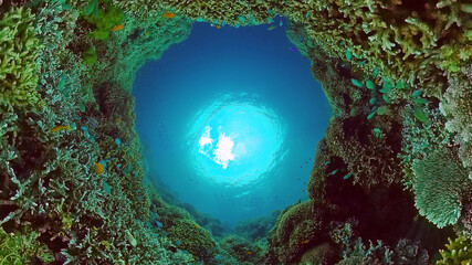 Coral reef underwater with fishes and marine life. Coral reef and tropical fish. Panglao, Bohol, Philippines. © Alex Traveler