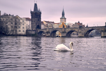 Swan in the river with Charles Bridge as background in Prague