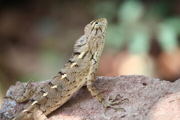 bearded dragon lizard