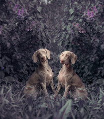two Weimaraner dogs with lilac bushes