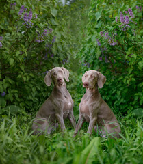 Weimaraner dogs with lilac bushes