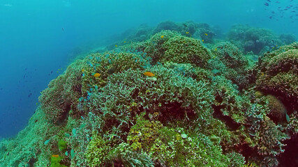 Coral reef and tropical fishes. The underwater world of the Philippines. Panglao, Bohol, Philippines.
