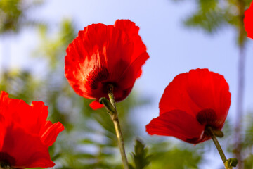 Red poppies. Buds of wildflowers and garden flowers. Red poppy blossoms. Bud bottom view. Copy space.