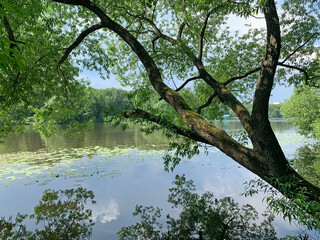 Tree bent over the water of Pekhorka river in the city of Balashikha. Moscow region