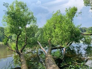 Tree bent over the water of Pekhorka river in the city of Balashikha. Moscow region