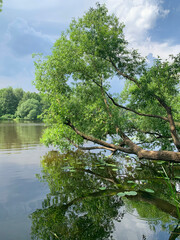 Tree bent over the water of Pekhorka river in the city of Balashikha. Moscow region