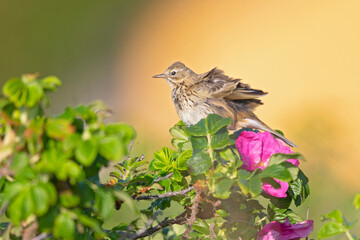 Meadow Pipit (Anthus pratensis) perched on a bush in the late evening in Denmark.
