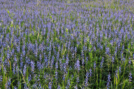 A View Of Blue Lupin In Bloom In A Field