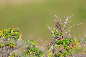 Meadow Pipit (Anthus pratensis) perched and singing on a bush in the late evening in Denmark.