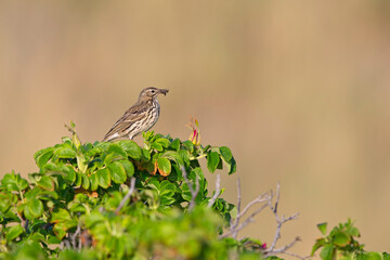 Meadow Pipit (Anthus pratensis) perched on a bush with a beak full of insects in Denmark.