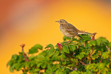 Meadow Pipit (Anthus pratensis) perched on a bush in the late evening in Denmark.