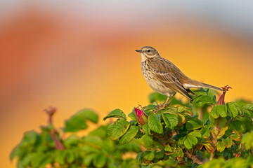 Meadow Pipit (Anthus pratensis) perched on a bush in the late evening in Denmark.