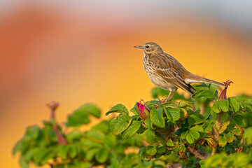 Meadow Pipit (Anthus pratensis) perched on a bush in the late evening in Denmark.