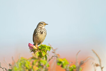 Meadow Pipit (Anthus pratensis) perched on a bush in the late evening in Denmark.