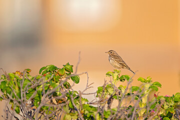 Meadow Pipit (Anthus pratensis) perched on a bush in the late evening in Denmark.