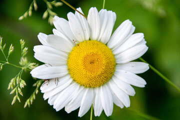 Fototapeta premium white daisy flower