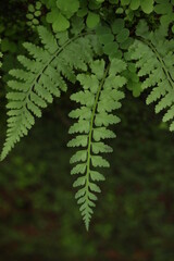 green fern leaf