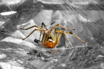 Araignée