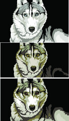 set of portraits of a Siberian husky or wolf dog The muzzle is grey with blue amber and brown eyes