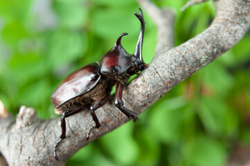 Japanese rhinoceros beetle (Trypoxylus dichotomus / Allomyrina dichotomus) in Japanese it is called Kabutomushi. Fuji City, Japan. On dry tree branch. Blurred background with green leaves. Close-up.