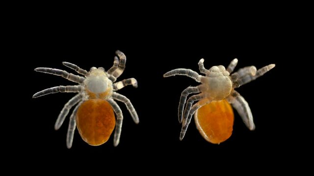 Spider under a microscope, Arachnida class, Arthropoda squad, on the video nymph, her eyes, chelicera and external organs have not yet formed, Spiders are predators, feed primarily on insects or other
