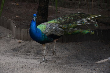 Standing peacock with blue and green feathers