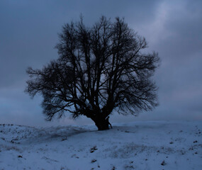 lonely tree in the snow 