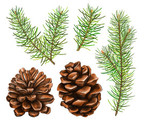 Christmas set with  drawn by hand with spruce branches fir cones drawn by hand with colored pencils. Winter decorations isolated on white background
