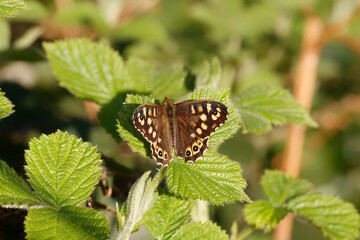 A Speckled Wood butterfly basking on a Bramble leaf.