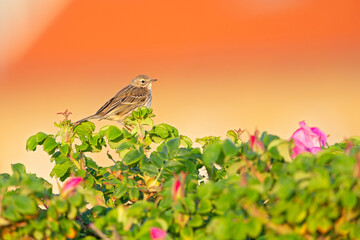 Meadow Pipit (Anthus pratensis) perched on a bush in the late evening in Denmark.