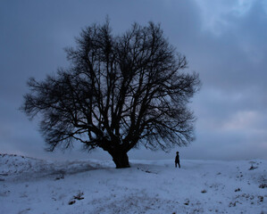 winter scene with a isolated tree and a lonely human