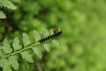 caterpillar on a leaf