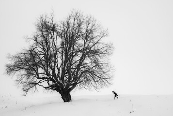 winter scene with a isolated tree and a single human