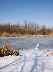 animal footprint on a frozen lake