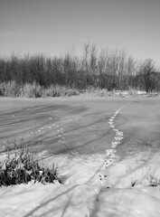 animal trail on a frozen lake surface