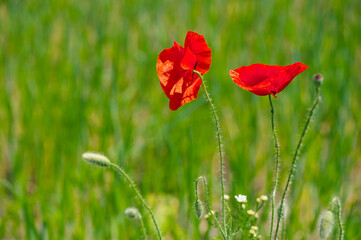 red poppies in green grass