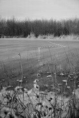 animal footprint on frozen lake