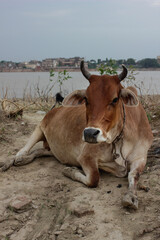 Indian Cow in front of the Ganges River in Varanasi