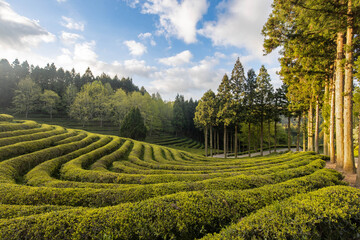 Green tea farm
